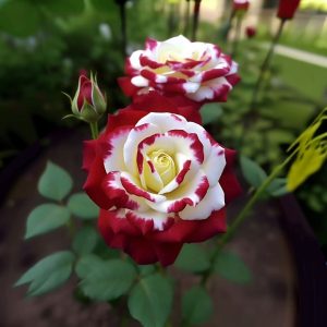 Роза Роял Глом купить по цене от 401р. в интернет-магазине «Посадика» с доставкой почтой в в Мензелинске и по всей России – [изображение №1].