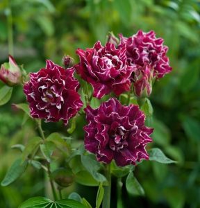 Роза Опаловый Пейзаж купить по цене от 490р. в интернет-магазине «Посадика» с доставкой почтой в в Мензелинске и по всей России – [изображение №1].