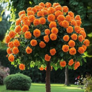 Роза Солнечный Шарм купить по цене от 349р. в интернет-магазине «Посадика» с доставкой почтой в в Мензелинске и по всей России – [изображение №1].