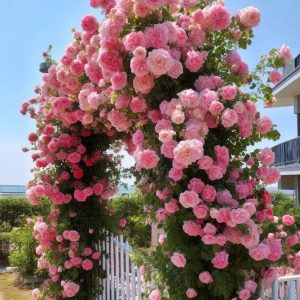 Роза Пастель Розе купить по цене от 605р. в интернет-магазине «Посадика» с доставкой почтой в в Мензелинске и по всей России – [изображение №1].