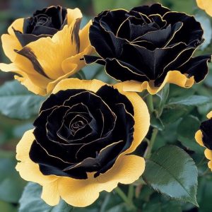 Роза Ханни Сикл купить по цене от 700р. в интернет-магазине «Посадика» с доставкой почтой в в Мензелинске и по всей России – [изображение №1].