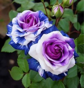 Роза Айвори Каскад купить по цене от 420р. в интернет-магазине «Посадика» с доставкой почтой в в Мензелинске и по всей России – [изображение №1].