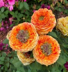 Роза Золотой Мираж купить по цене от 420р. в интернет-магазине «Посадика» с доставкой почтой в в Мензелинске и по всей России – [изображение №1].