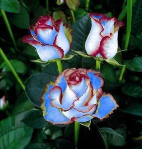 Роза Сафайер Пэтл купить по цене от 450р. в интернет-магазине «Посадика» с доставкой почтой в в Мензелинске и по всей России – [изображение №1].