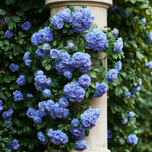 Роза плетистая Блю Перпл купить по цене от 540р. в интернет-магазине «Посадика» с доставкой почтой в в Мензелинске и по всей России – [изображение №1].